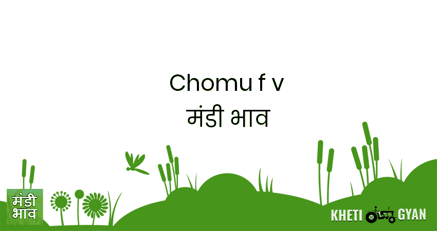 Chomu(F&V) मंडी भाव की ताज़ा तस्वीर